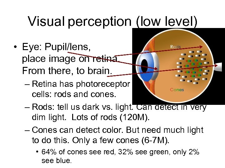 Visual perception (low level) • Eye: Pupil/lens, place image on retina. From there, to