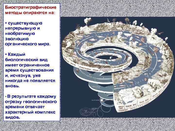 Биостратиграфические методы опираются на: • существующую непрерывную и необратимую эволюцию органического мира. • Каждый