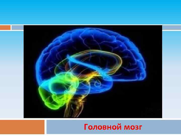 ЦЦЦЦЦНС Головной мозг 