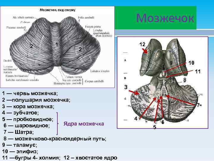 Мозжечок анатомия схема