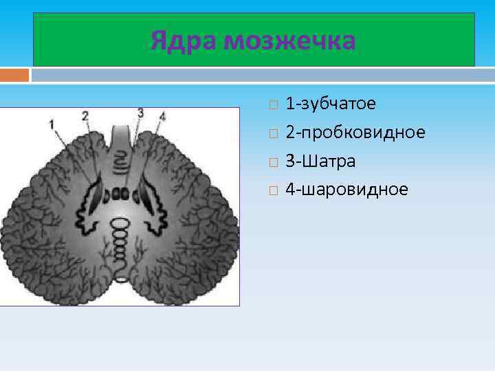 Ядра мозжечка 1 -зубчатое 2 -пробковидное 3 -Шатра 4 -шаровидное 