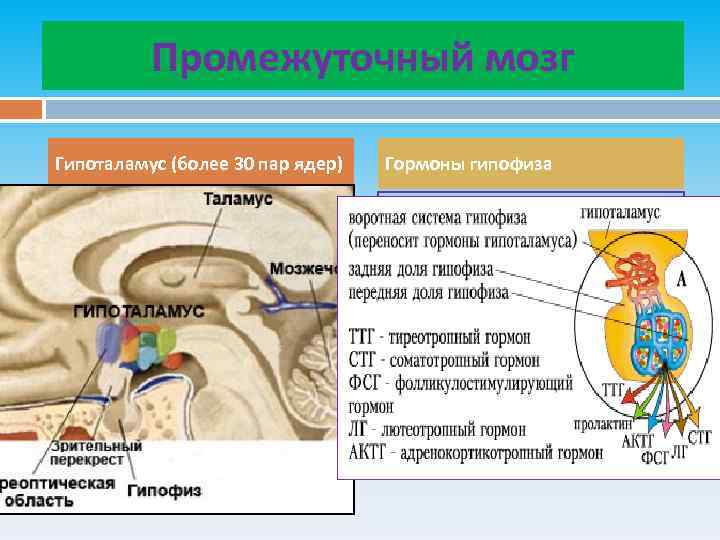 Промежуточный мозг Гипоталамус (более 30 пар ядер) Гормоны гипофиза 