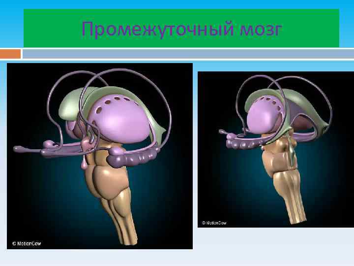 Промежуточный мозг 