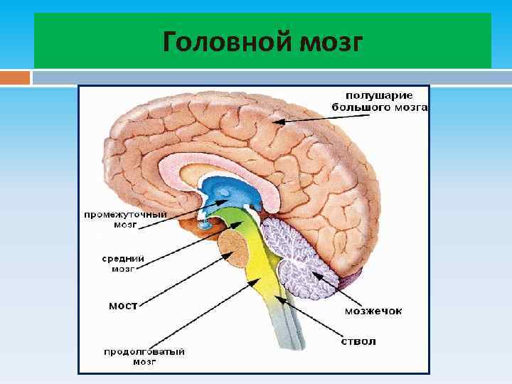 Схема головного мозга