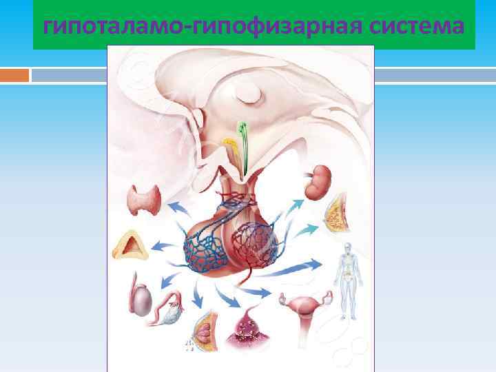 гипоталамо-гипофизарная система 