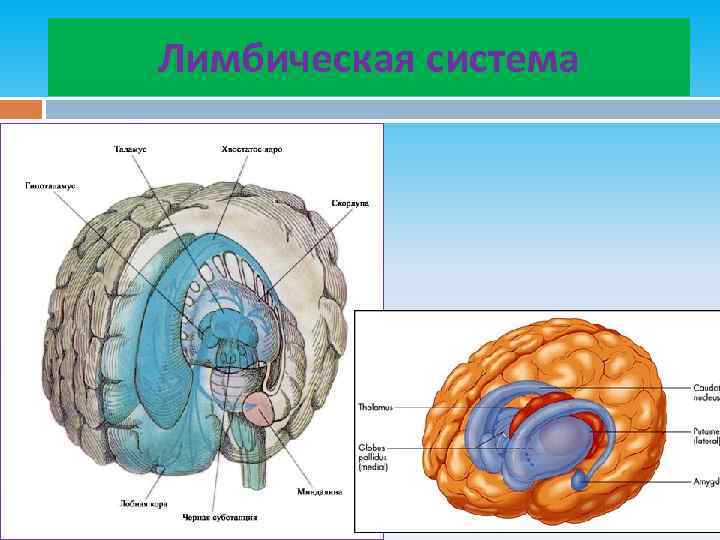 Лимбическая система 