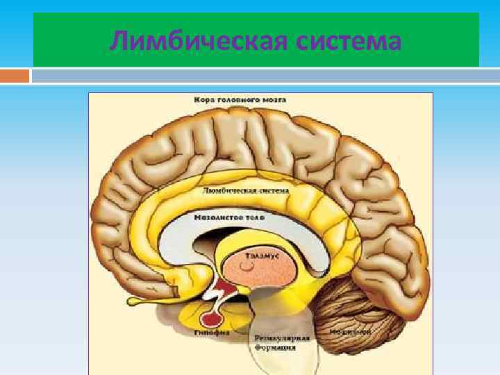 Лимбическая система 