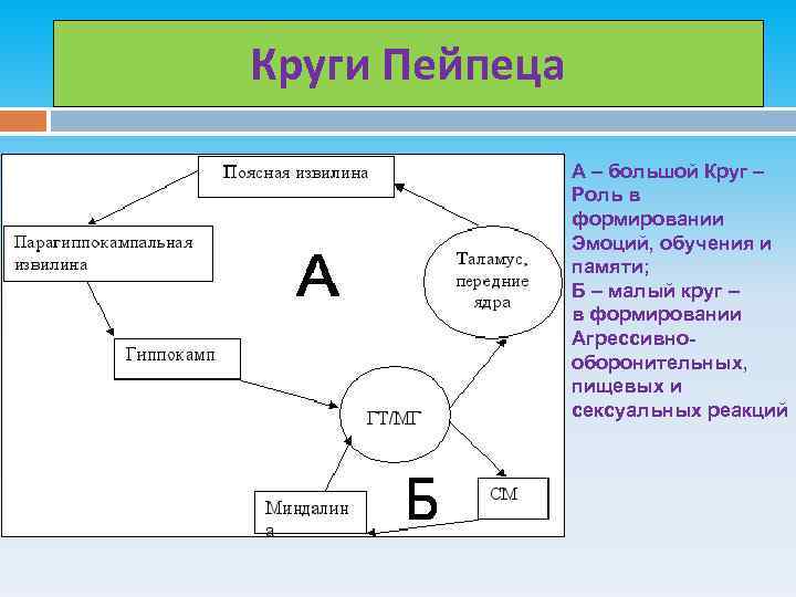 Круги Пейпеца А – большой Круг – Роль в формировании Эмоций, обучения и памяти;