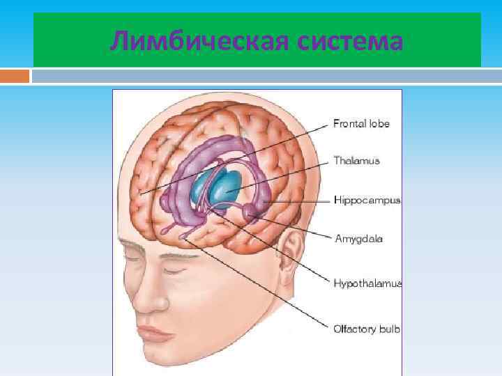 Лимбическая система 