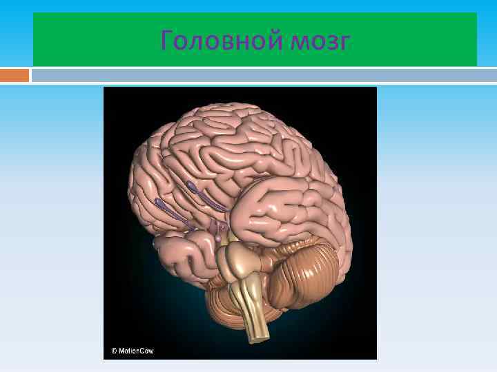 Головной мозг 