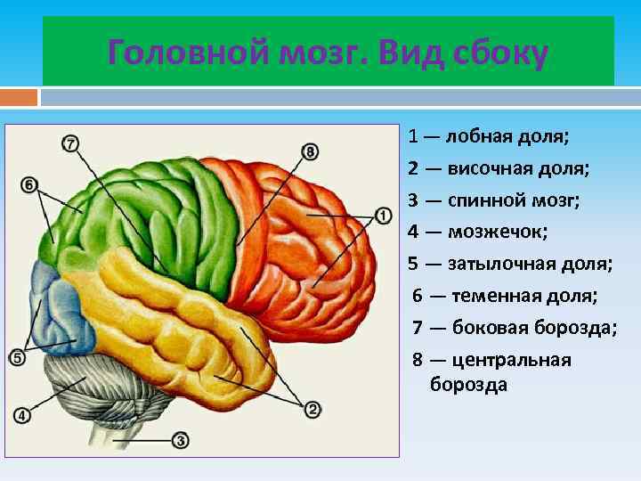 Головной мозг. Вид сбоку 1 — лобная доля; 2 — височная доля; 3 —