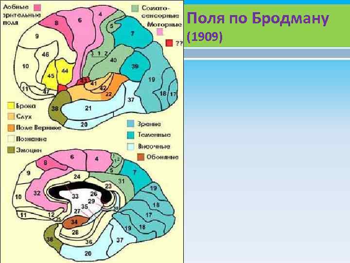 Карта бродмана с описанием полей