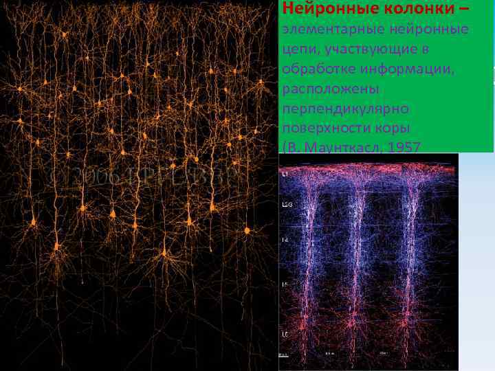 Нейронные колонки – элементарные нейронные цепи, участвующие в обработке информации, расположены перпендикулярно поверхности коры