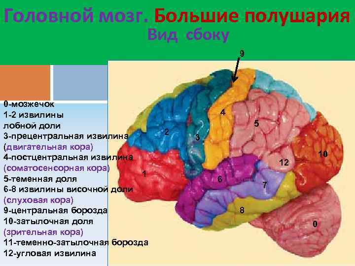 Развитие лобные доли мозга