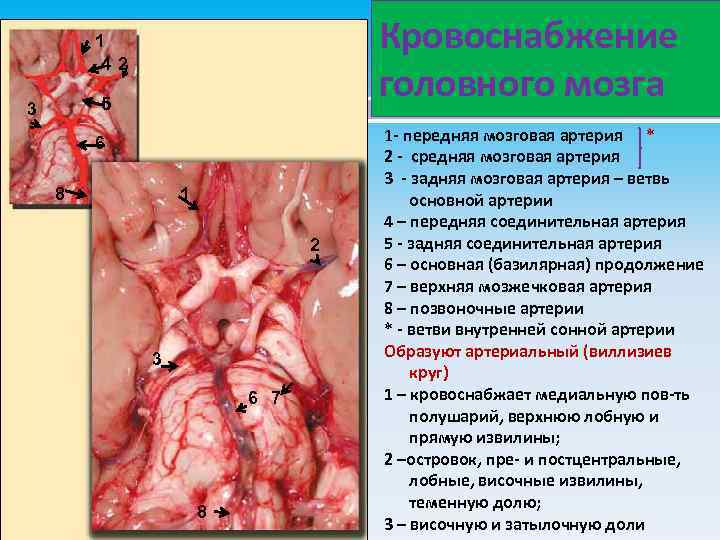 Кровоснабжение головного мозга 1 42 5 3 6 8 1 2 3 6 7