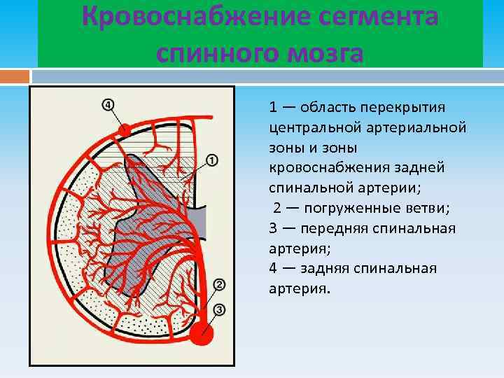 Кровоснабжение спинного мозга схема