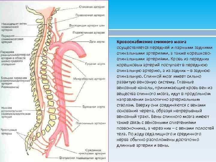Кровоснабжение спинного мозга осуществляется передней и парными задними спинальными артериями, а также корешковоспинальными артериями.