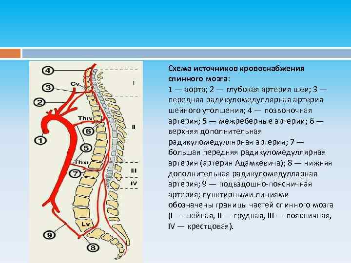 Схема источников кровоснабжения спинного мозга: 1 — аорта; 2 — глубокая артерия шеи; 3