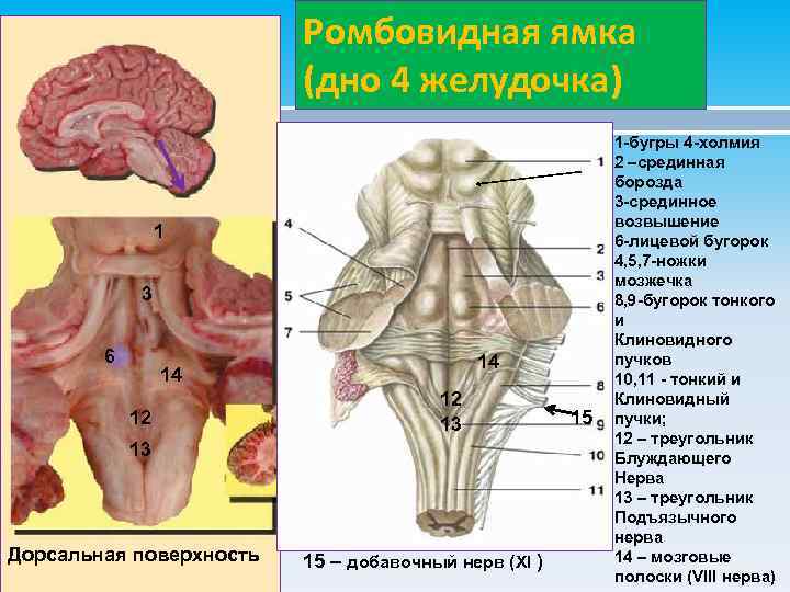 Ромбовидная ямка (дно 4 желудочка) 1 3 6 14 14 12 12 13 13