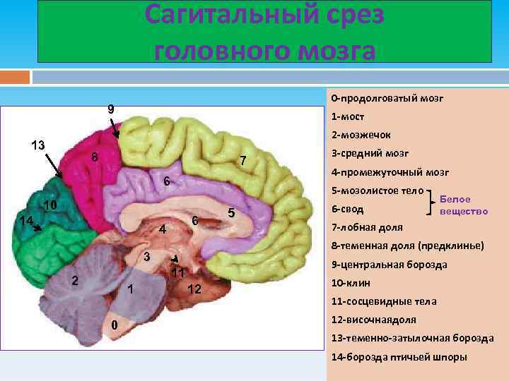 Сагитальный срез головного мозга 0 -продолговатый мозг 9 1 -мост 2 -мозжечок 13 8
