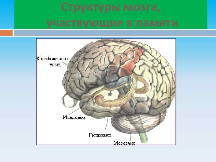 Структуры мозга, участвующие в памяти 