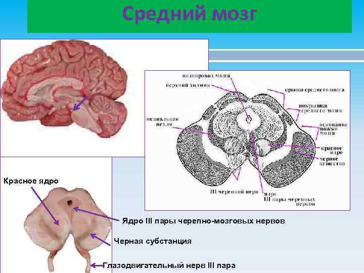 Схема строения среднего мозга