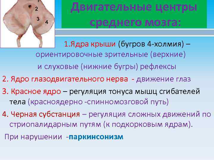 1 2 3 4 Двигательные центры среднего мозга: 1. Ядра крыши (бугров 4 -холмия)