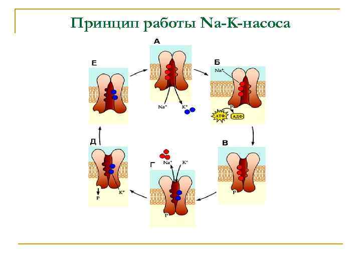 Принцип работы Na-K-насоса 