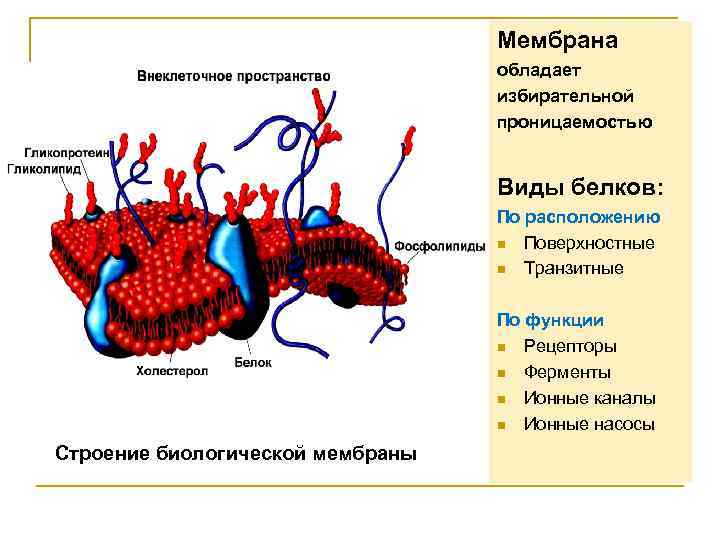 Мембрана ферменты. Обладает избирательной проницаемостью. Белки биологических мембран физиология. Клеточная мембрана обладает избирательной. Каналы биологической мембраны.