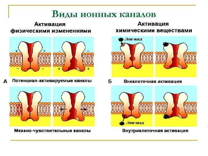 Виды каналов в тг. Ионные каналы мембран классификация. Ионные каналы типы ионных каналов. Классификация ионных каналов физиология. Ионные каналы мембран клеток.