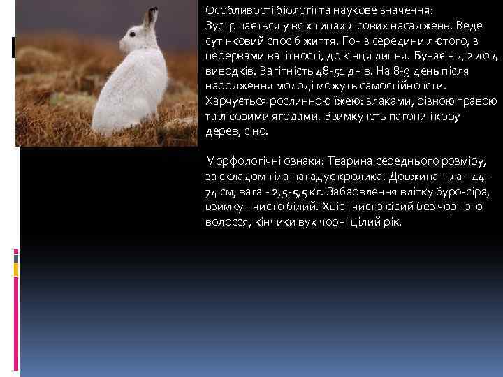Особливості біології та наукове значення: Зустрічається у всіх типах лісових насаджень. Веде сутінковий спосіб