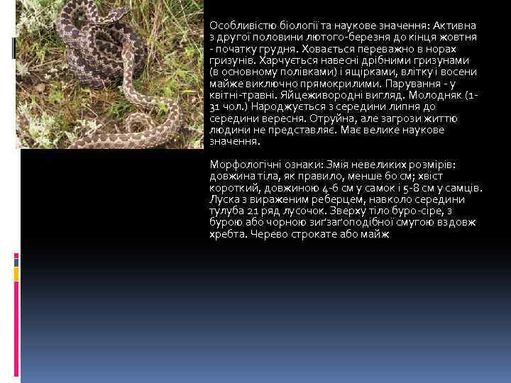 Особливістю біології та наукове значення: Активна з другої половини лютого-березня до кінця жовтня -