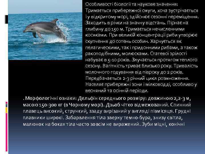 Особливості біології та наукове значення: Тримається прибережної смуги, хоча зустрічається і у відкритому морі,
