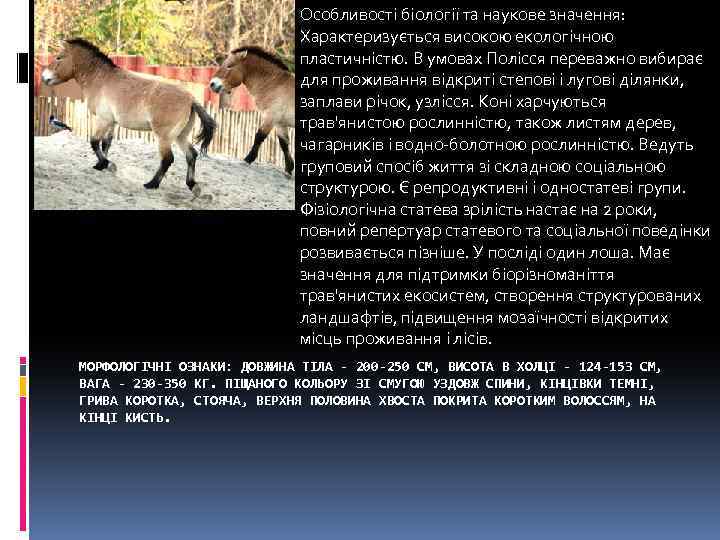 Особливості біології та наукове значення: Характеризується високою екологічною пластичністю. В умовах Полісся переважно вибирає