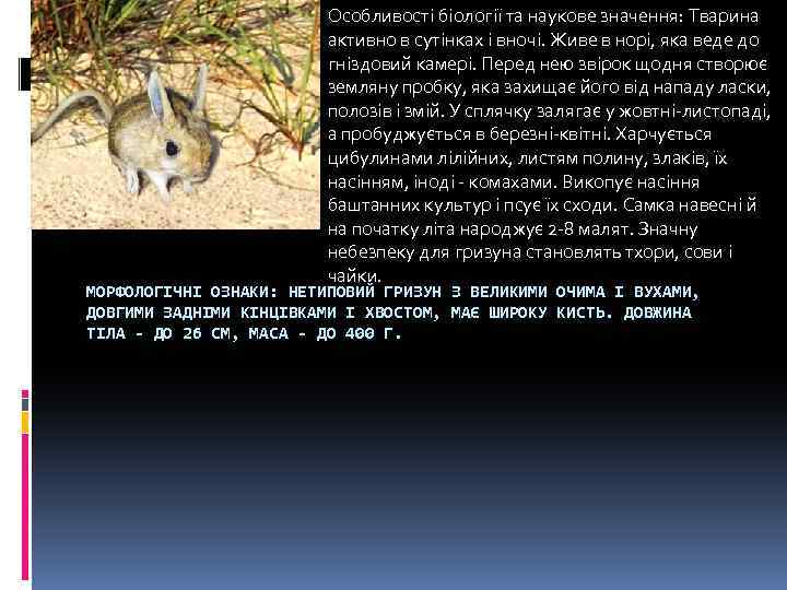 Особливості біології та наукове значення: Тварина активно в сутінках і вночі. Живе в норі,
