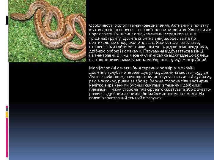 Особливості біології та наукове значення: Активний з початку квітня до кінця вересня - першої