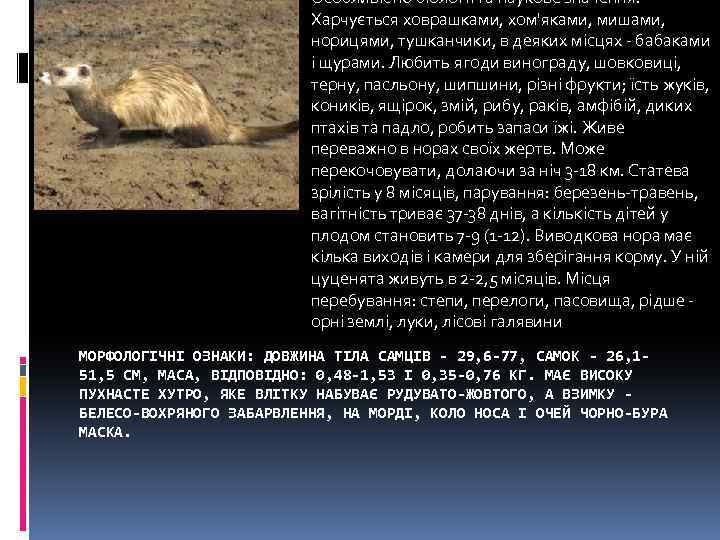 Особливістю біології та наукове значення: Харчується ховрашками, хом'яками, мишами, норицями, тушканчики, в деяких місцях