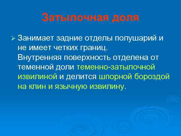 Затылочная доля Ø Занимает задние отделы полушарий и не имеет четких границ. Внутренняя поверхность