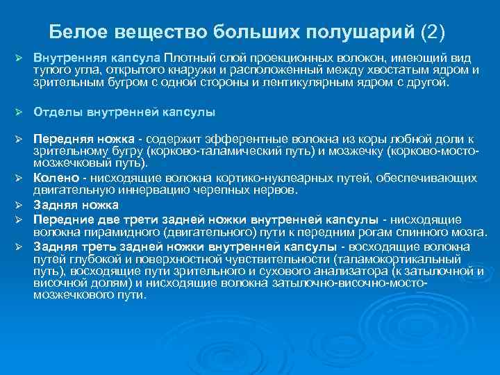 Белое вещество больших полушарий (2) Ø Внутренняя капсула Плотный слой проекционных волокон, имеющий вид
