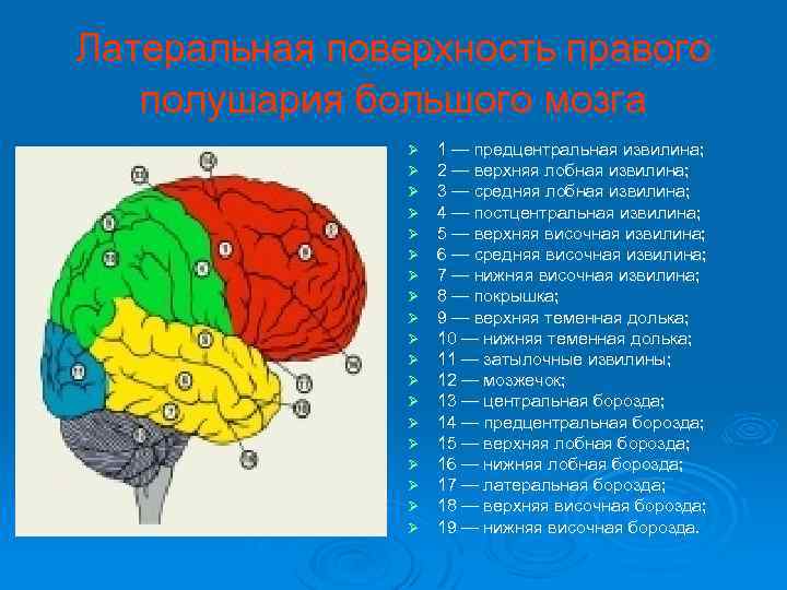 Доли больших полушарий головного мозга рисунок