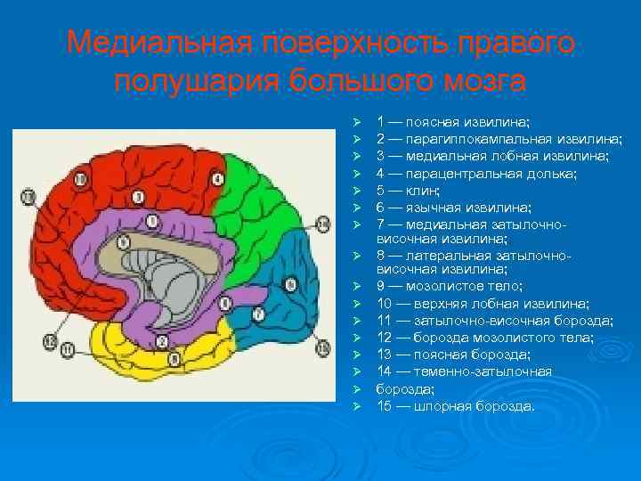 Медиальная поверхность правого полушария большого мозга Ø Ø Ø Ø 1 — поясная извилина;