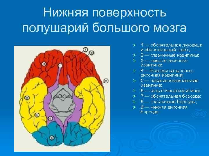 Доли больших полушарий головного мозга рисунок