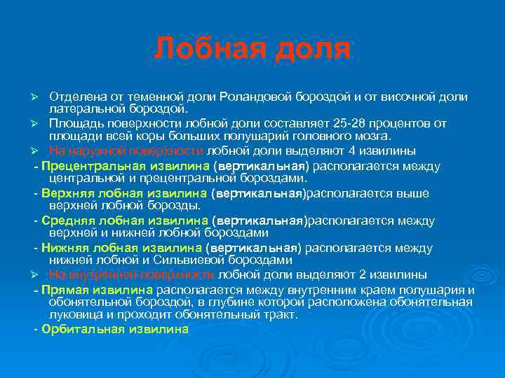 Лобная доля Отделена от теменной доли Роландовой бороздой и от височной доли латеральной бороздой.