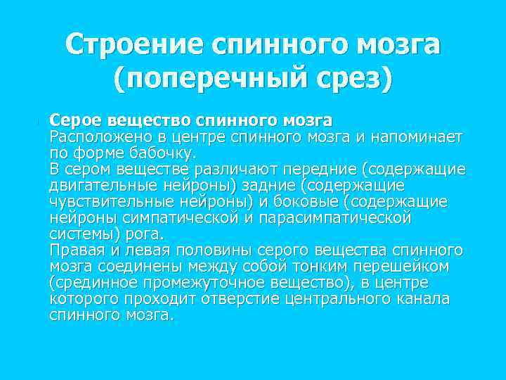 Строение спинного мозга (поперечный срез) n Серое вещество спинного мозга Расположено в центре спинного