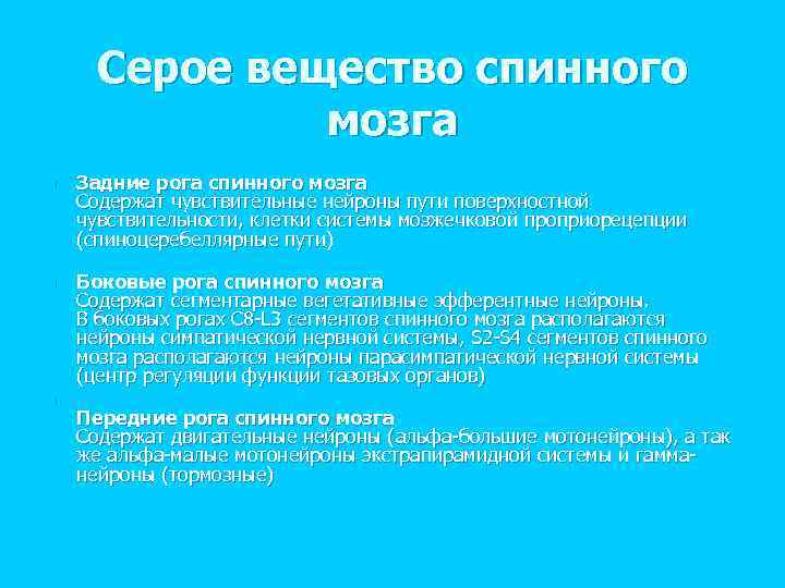 Серое вещество спинного мозга n n n Задние рога спинного мозга Содержат чувствительные нейроны