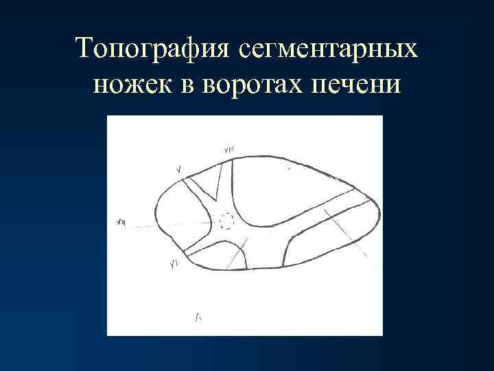 Топография сегментарных ножек в воротах печени 