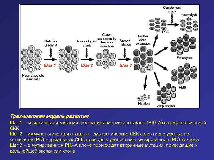 Шаг 1 Шаг 2 Шаг 3 Трех-шаговая модель развития Шаг 1 – соматическая мутация