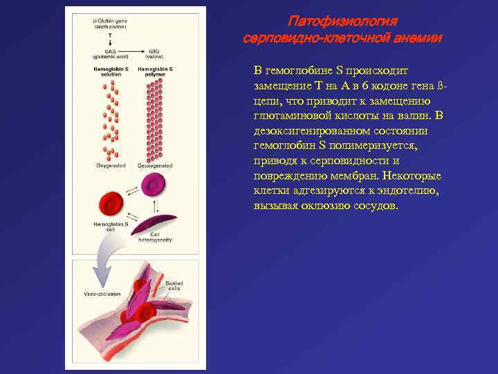 Патофизиология серповидно-клеточной анемии В гемоглобине S происходит замещение Т на А в 6 кодоне