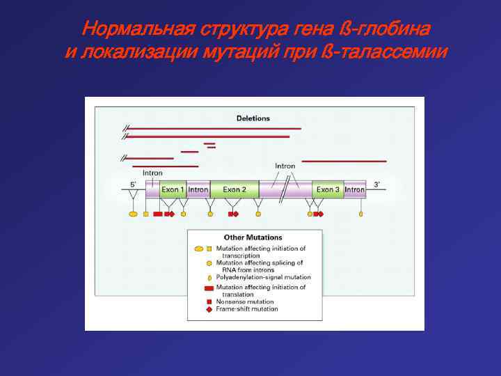 Нормальная структура гена ß-глобина и локализации мутаций при ß-талассемии 