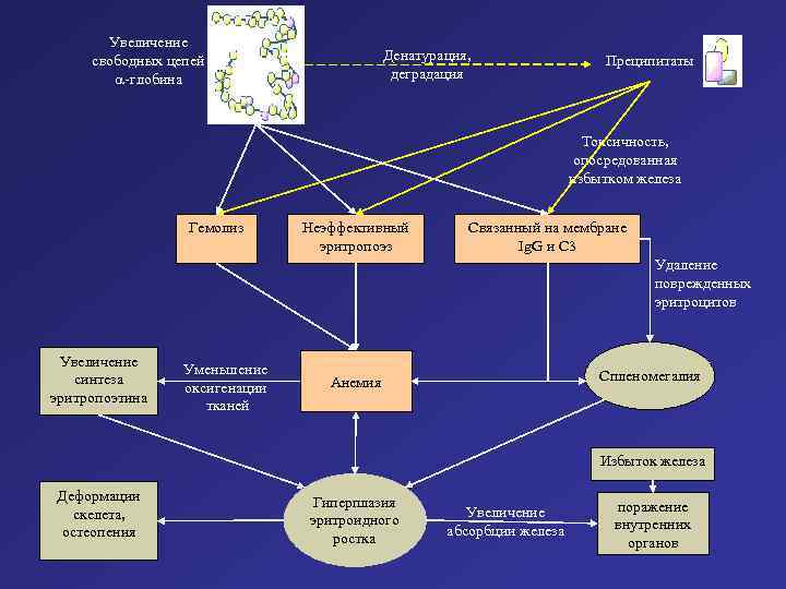 Увеличение свободных цепей -глобина Денатурация, деградация Преципитаты Токсичность, опосредованная избытком железа Гемолиз Неэффективный эритропоэз